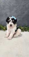 Benjie, a male Poodle - Miniature  for sale in Coldwater, MI – 6 of 7