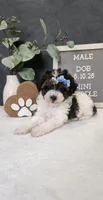 Milo, a male Poodle - Miniature  for sale in Coldwater, MI – 1 of 10