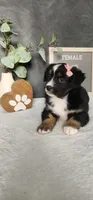 Grace, a female Miniature Australian Shepherd for sale in Coldwater, MI – 4 of 10