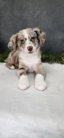 Charlie, a male Miniature Australian Shepherd for sale in Coldwater, MI – 2 of 6