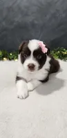 Avery, a female Miniature Australian Shepherd for sale in Coldwater, MI – 7 of 7
