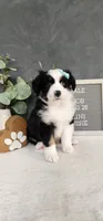 Oliver, a male Miniature Australian Shepherd for sale in Coldwater, MI – 3 of 5