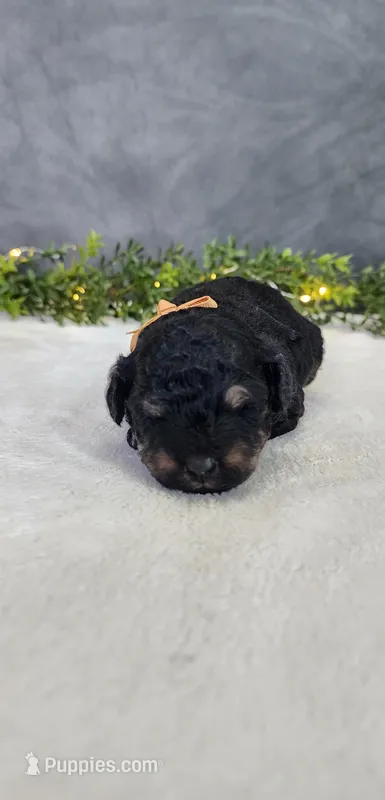 Archie – Poodle - Miniature  puppy for sale in Coldwater, MI