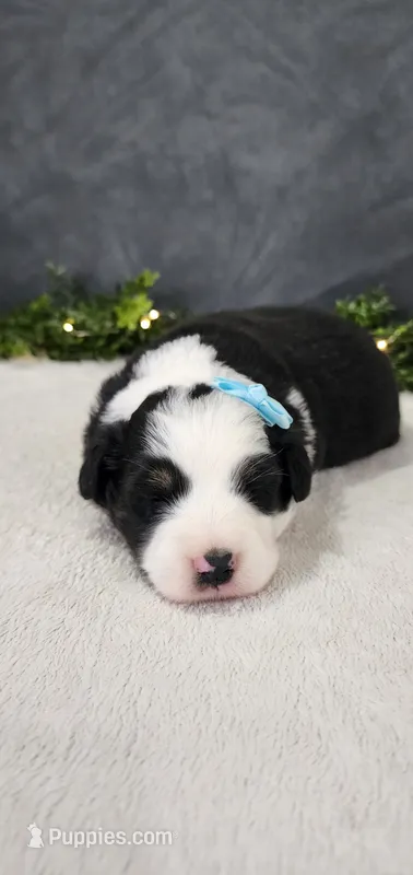 Oliver – Miniature Australian Shepherd puppy for sale in Coldwater, MI