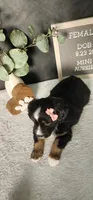 Grace, a female Miniature Australian Shepherd for sale in Coldwater, MI – 9 of 10