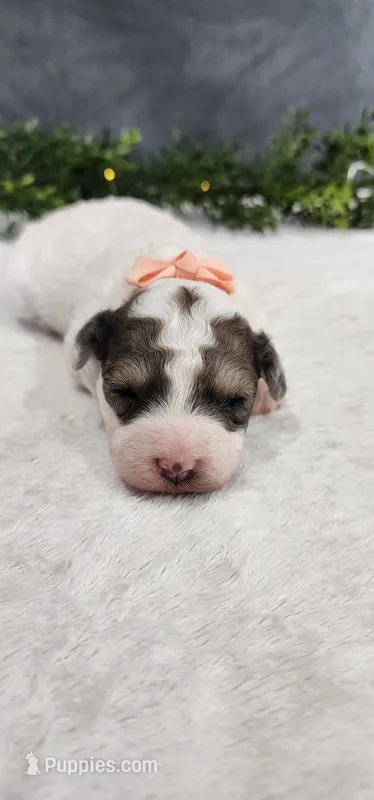Princess  – Poodle - Miniature  puppy for sale in Coldwater, MI