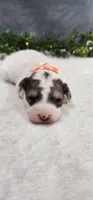 Princess , a female Poodle - Miniature  for sale in Coldwater, MI – 1 of 3