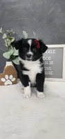 Faith, a female Miniature Australian Shepherd for sale in Coldwater, MI – 6 of 7