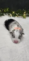 Luna, a female Miniature Australian Shepherd for sale in Coldwater, MI – 4 of 4