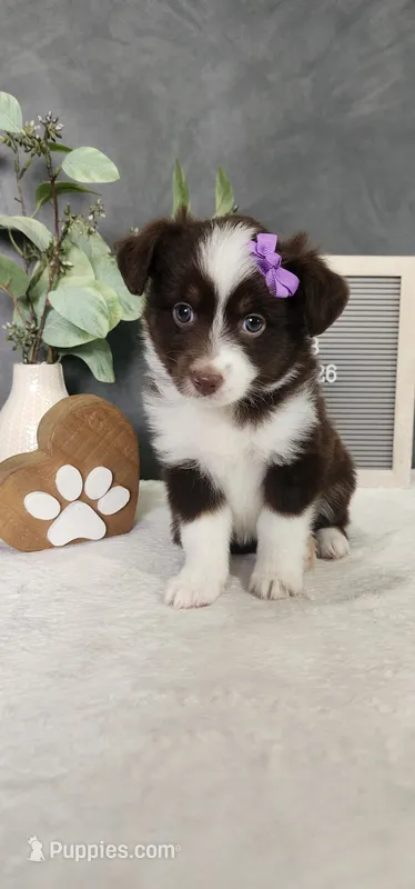 Layla – Miniature Australian Shepherd puppy for sale in Coldwater, MI