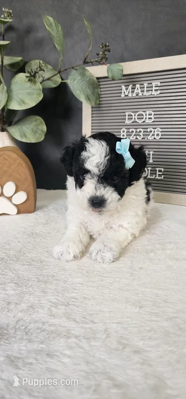 Milo – Poodle - Miniature  puppy for sale in Coldwater, MI