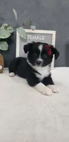 Faith, a female Miniature Australian Shepherd for sale in Coldwater, MI – 4 of 7