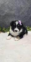 Daisy, a female Miniature Australian Shepherd for sale in Coldwater, MI – 7 of 7