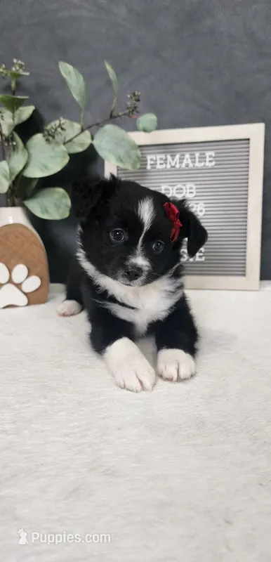 Faith – Miniature Australian Shepherd puppy for sale in Coldwater, MI