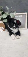 Faith, a female Miniature Australian Shepherd for sale in Coldwater, MI – 1 of 7