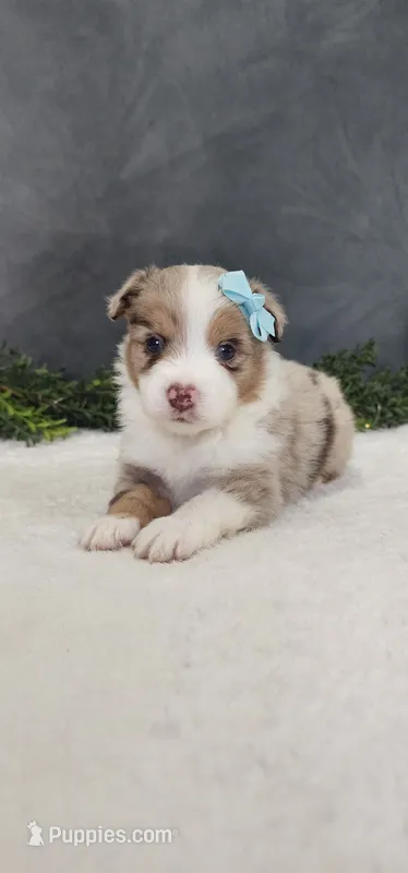 Max – Miniature Australian Shepherd puppy for sale in Coldwater, MI
