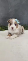 Max, a male Miniature Australian Shepherd for sale in Coldwater, MI – 1 of 4