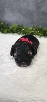 Faith, a female Poodle - Miniature  for sale in Coldwater, MI – 1 of 4
