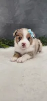 Max, a male Miniature Australian Shepherd for sale in Coldwater, MI – 3 of 4