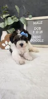 Milo, a male Poodle - Miniature  for sale in Coldwater, MI – 3 of 10