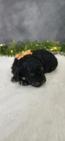 Archie, a male Poodle - Miniature  for sale in Coldwater, MI – 2 of 5