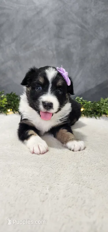 Daisy – Miniature Australian Shepherd puppy for sale in Coldwater, MI