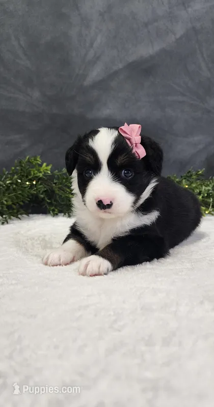 Layla – Miniature Australian Shepherd puppy for sale in Coldwater, MI