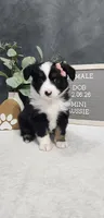 Layla, a female Miniature Australian Shepherd for sale in Coldwater, MI – Photo 3 of 4