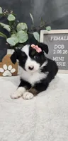 Layla, a female Miniature Australian Shepherd for sale in Coldwater, MI – Photo 1 of 4