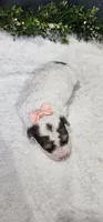 Princess , a female Poodle - Miniature  for sale in Coldwater, MI – 3 of 3