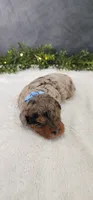 Max, a male Poodle - Miniature  for sale in Coldwater, MI – 3 of 6