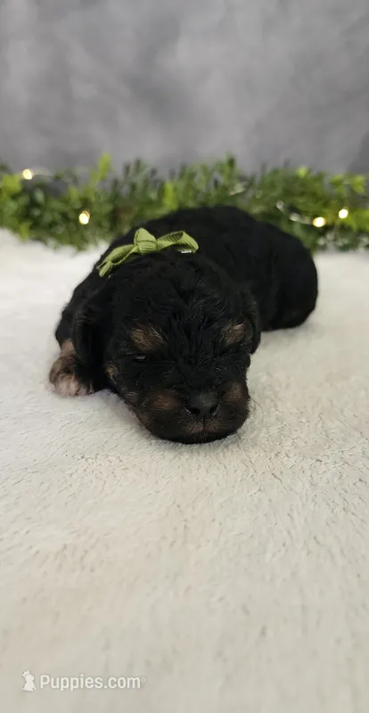 Charlie – Poodle - Miniature  puppy for sale in Coldwater, MI