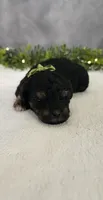 Charlie, a male Poodle - Miniature  for sale in Coldwater, MI – 1 of 6