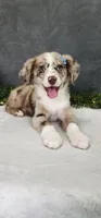 Charlie, a male Miniature Australian Shepherd for sale in Coldwater, MI – 3 of 6