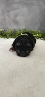 Charlie, a male Poodle - Miniature  for sale in Coldwater, MI – 5 of 6