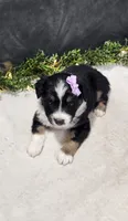 Daisy, a female Miniature Australian Shepherd for sale in Coldwater, MI – 4 of 7