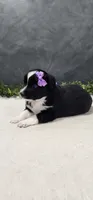Layla, a female Miniature Australian Shepherd for sale in Coldwater, MI – 2 of 4