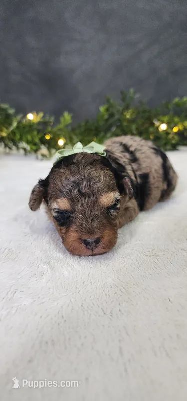 Oliver  – Poodle - Miniature  puppy for sale in Coldwater, MI