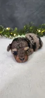 Oliver , a male Poodle - Miniature  for sale in Coldwater, MI – 1 of 8