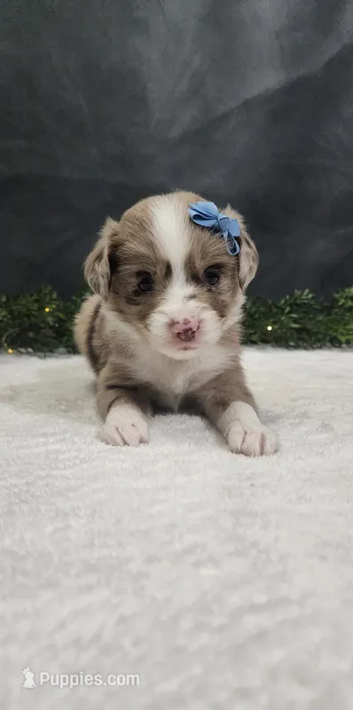 Charlie – Miniature Australian Shepherd puppy for sale in Coldwater, MI