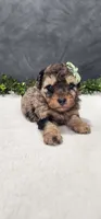 Archie, a male Poodle - Miniature  for sale in Coldwater, MI – 5 of 6