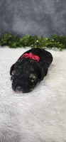 Faith, a female Poodle - Miniature  for sale in Coldwater, MI – 2 of 4