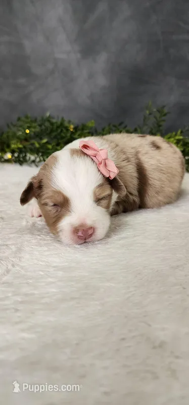 Layla, a female Miniature Australian Shepherd for sale in Coldwater, MI – Photo 1 of 6