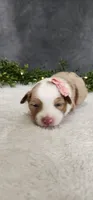 Layla, a female Miniature Australian Shepherd for sale in Coldwater, MI – Photo 5 of 6