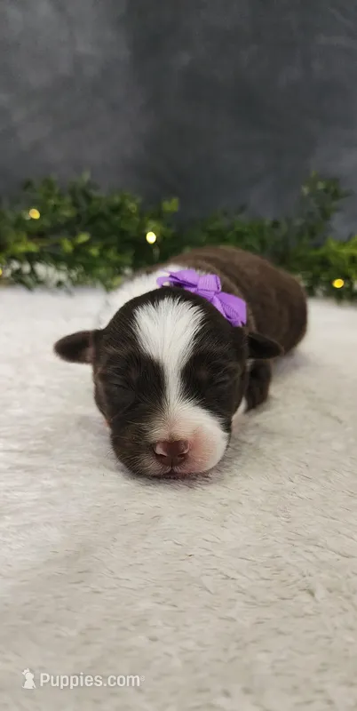 Layla – Miniature Australian Shepherd puppy for sale in Coldwater, MI