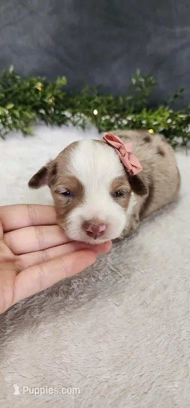 Layla – Miniature Australian Shepherd puppy for sale in Coldwater, MI