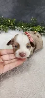 Layla, a female Miniature Australian Shepherd for sale in Coldwater, MI – Photo 6 of 6