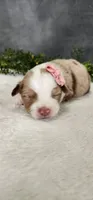 Layla, a female Miniature Australian Shepherd for sale in Coldwater, MI – Photo 3 of 6