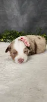 Layla, a female Miniature Australian Shepherd for sale in Coldwater, MI – Photo 2 of 6