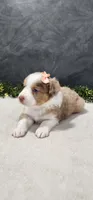 Grace, a female Miniature Australian Shepherd for sale in Coldwater, MI – 4 of 5